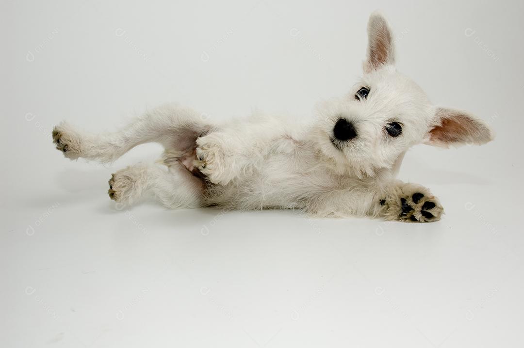 Cachorro peludo branco brincando