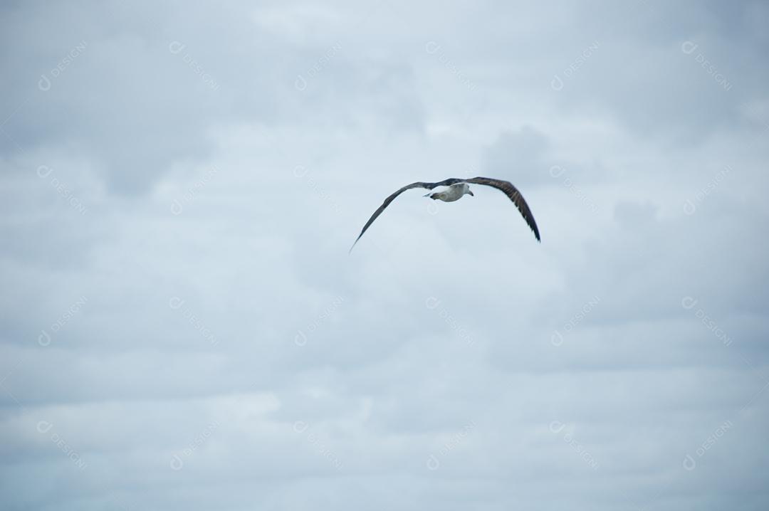 Gaivota em praia voando em céu nublado