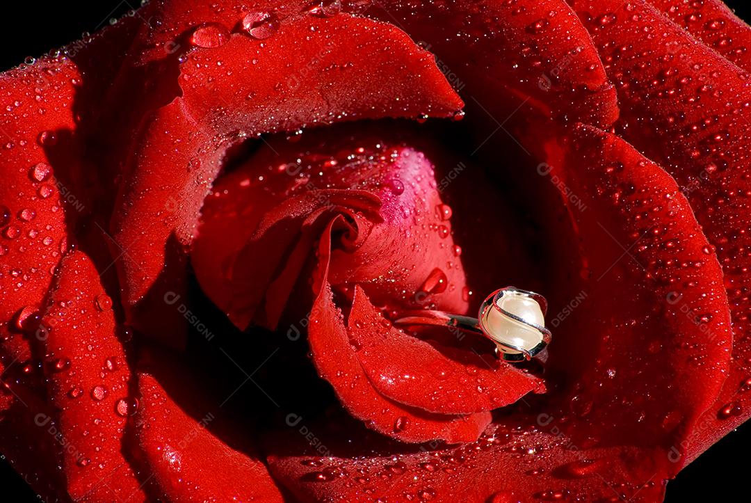 Rosa vermelha desabrochando