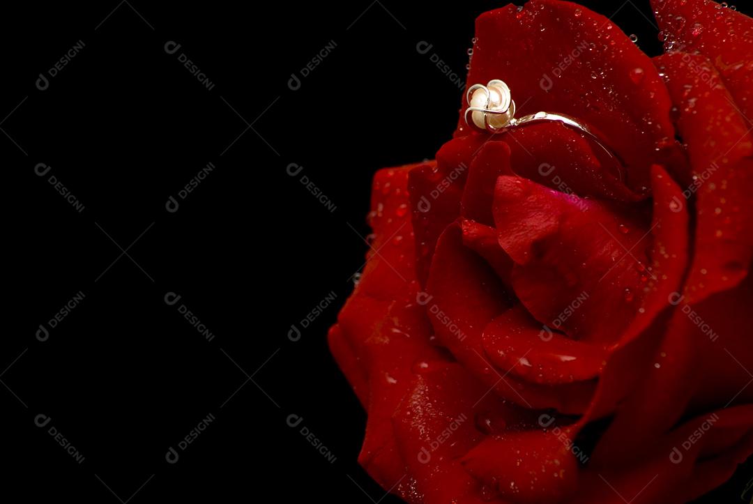 Rosa vermelha desabrochando em fundo preto