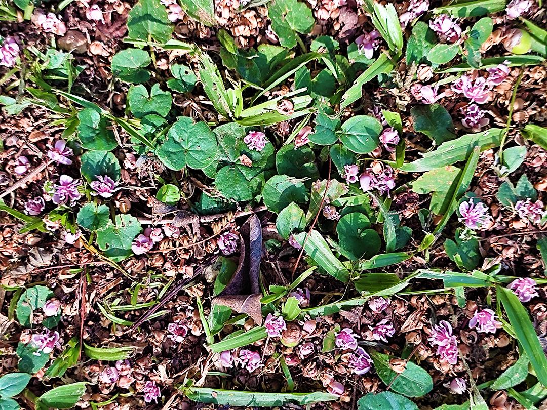 Matos sobre gramado campo de futebol