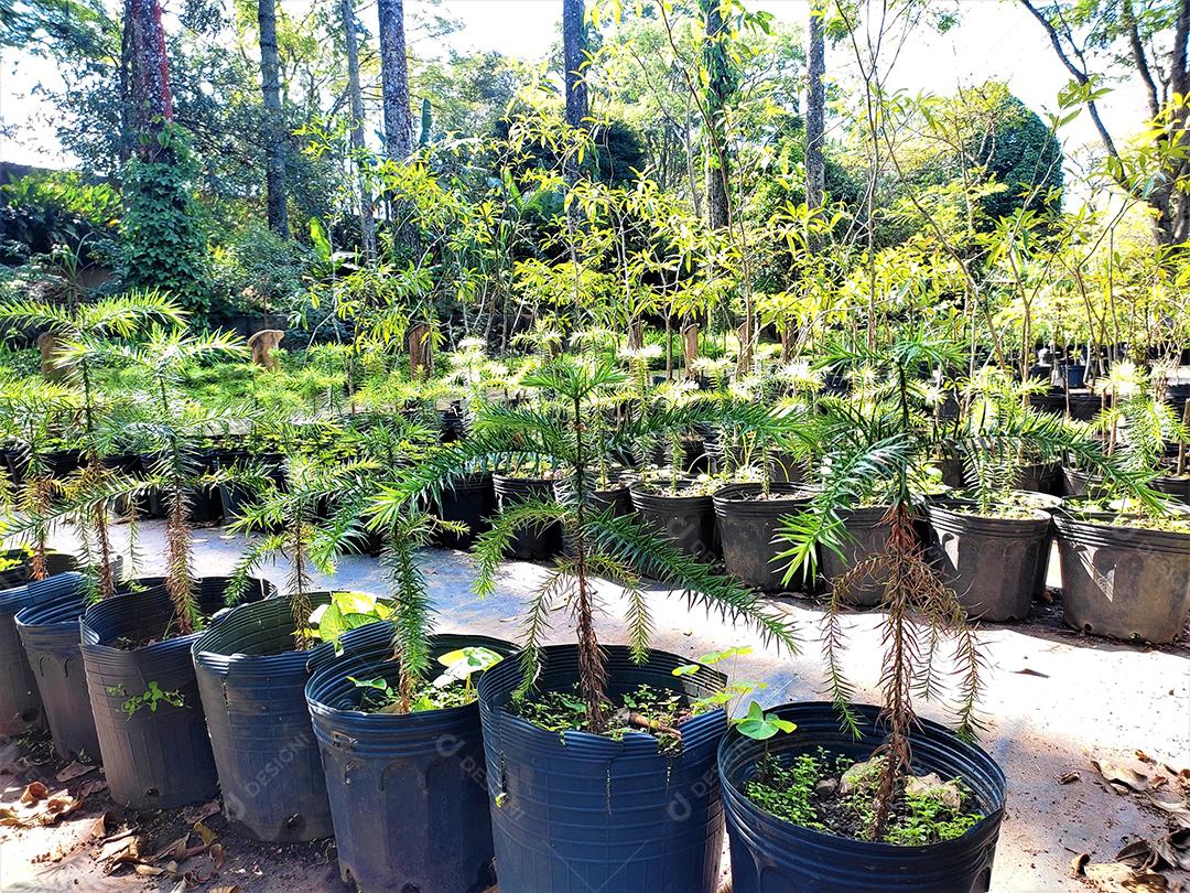 Mudas de plantas sobre vazos de plastico floresta