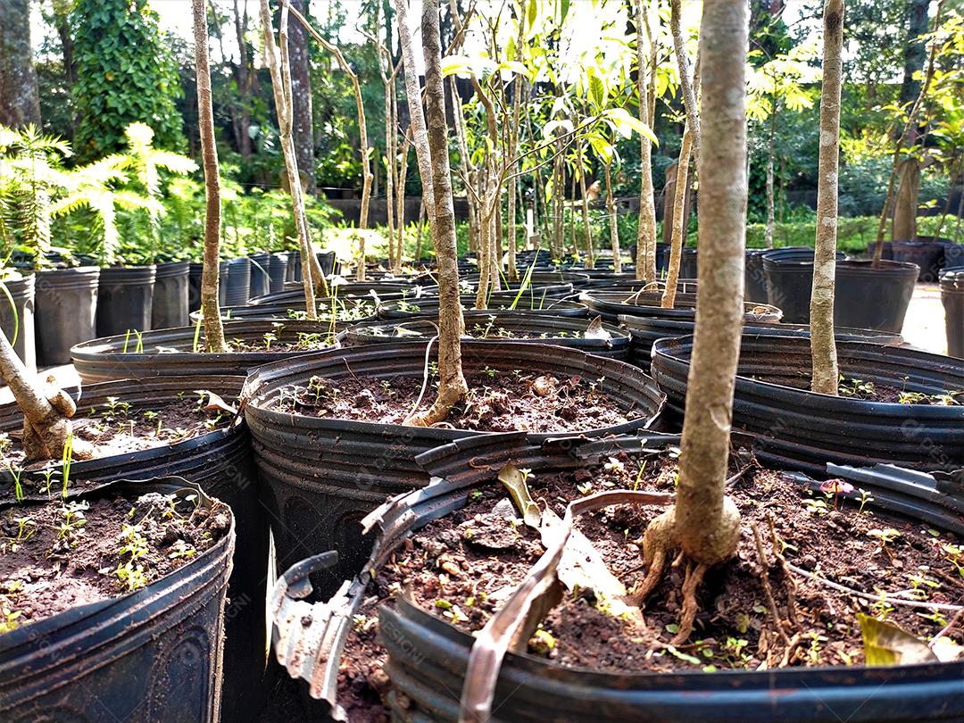 Mudas de plantas sobre vazos de plastico floresta