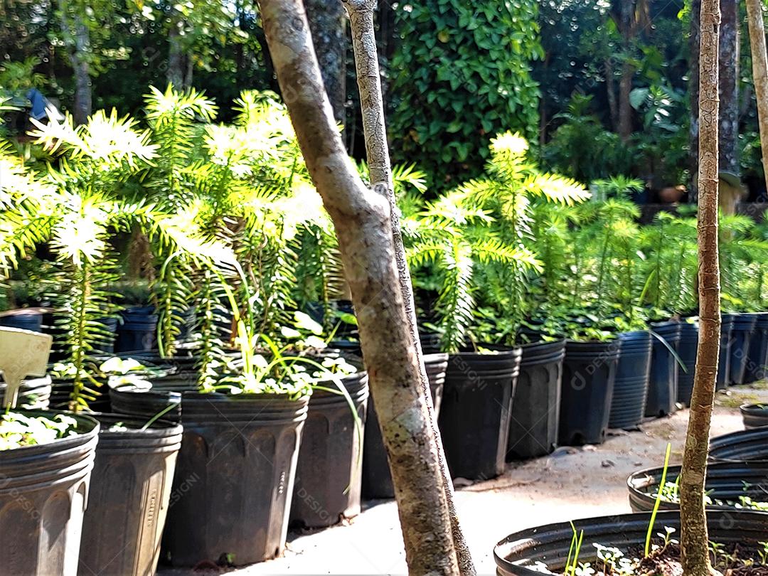 Mudas de plantas sobre vazos de plastico floresta