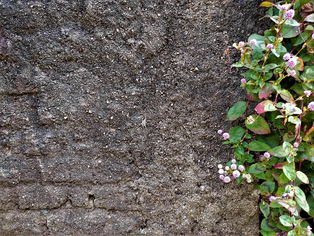 Muro de casa parede plantas folhas verdes