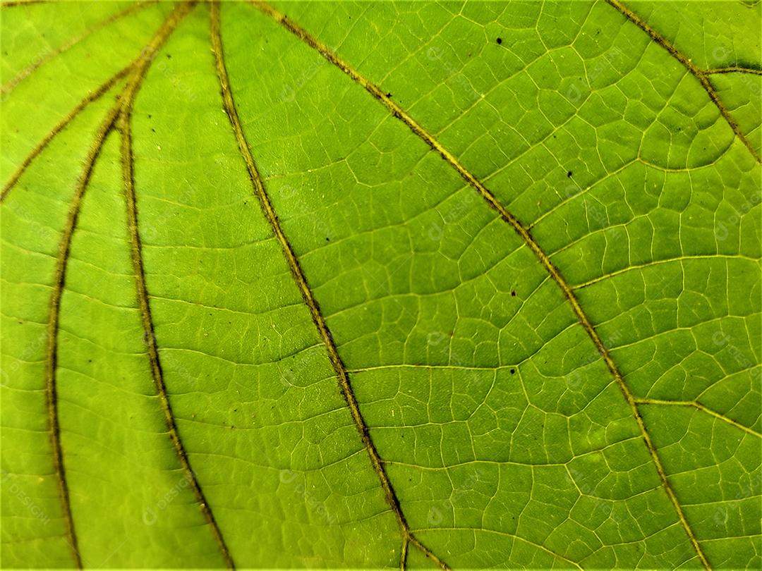 Textura de folhas verde arvore floresta