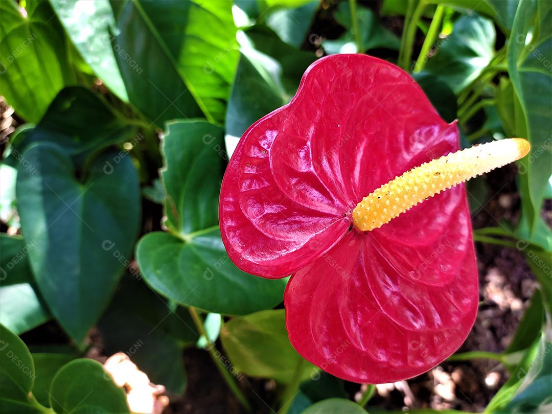 Arvores sobre floresta flor vermelha
