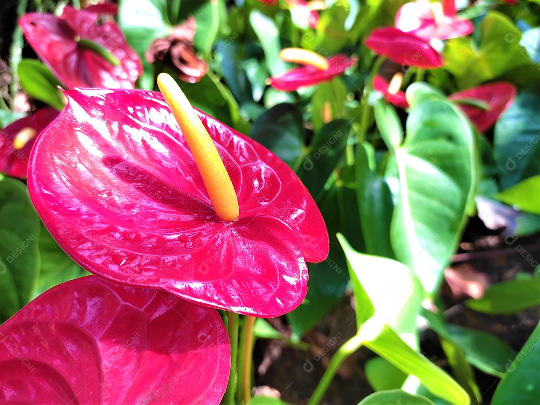 Arvores sobre floresta flor vermelha