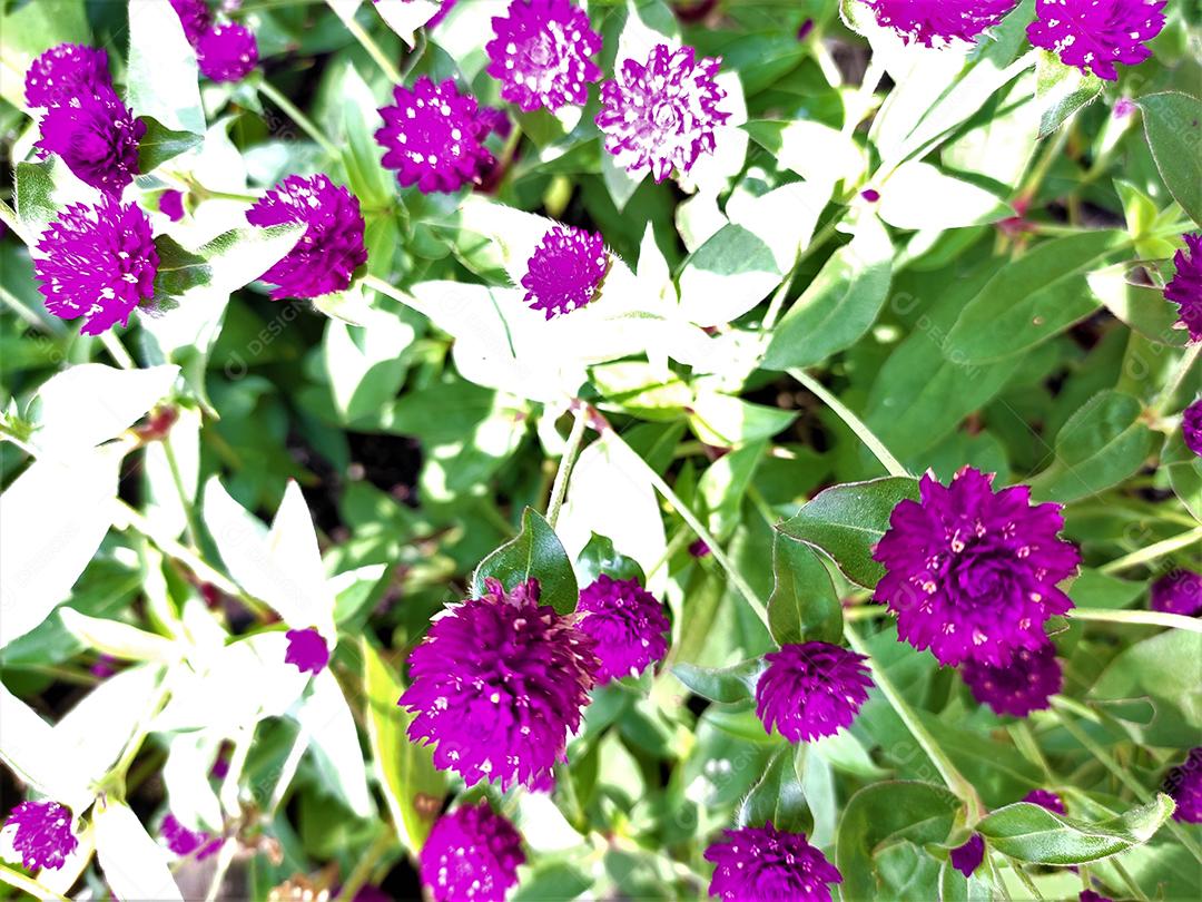 Arvores sobre floresta flor roxa