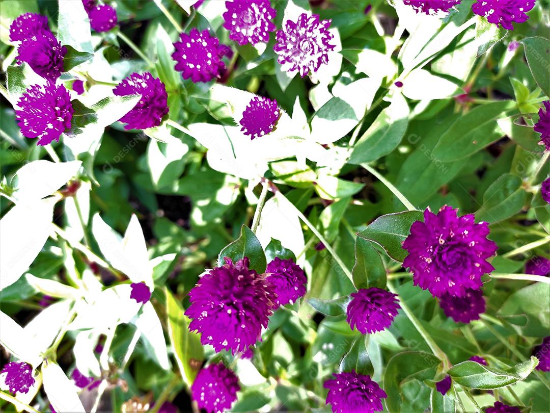 Arvores sobre floresta flor roxa