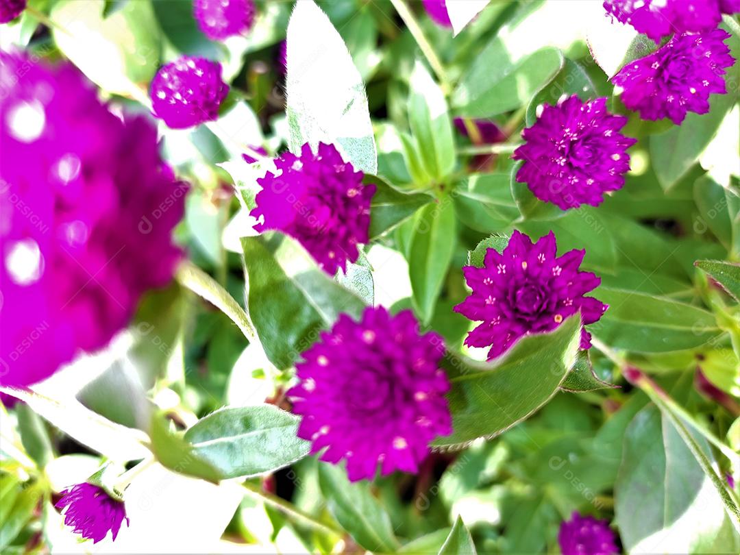 Arvores sobre floresta flor roxa