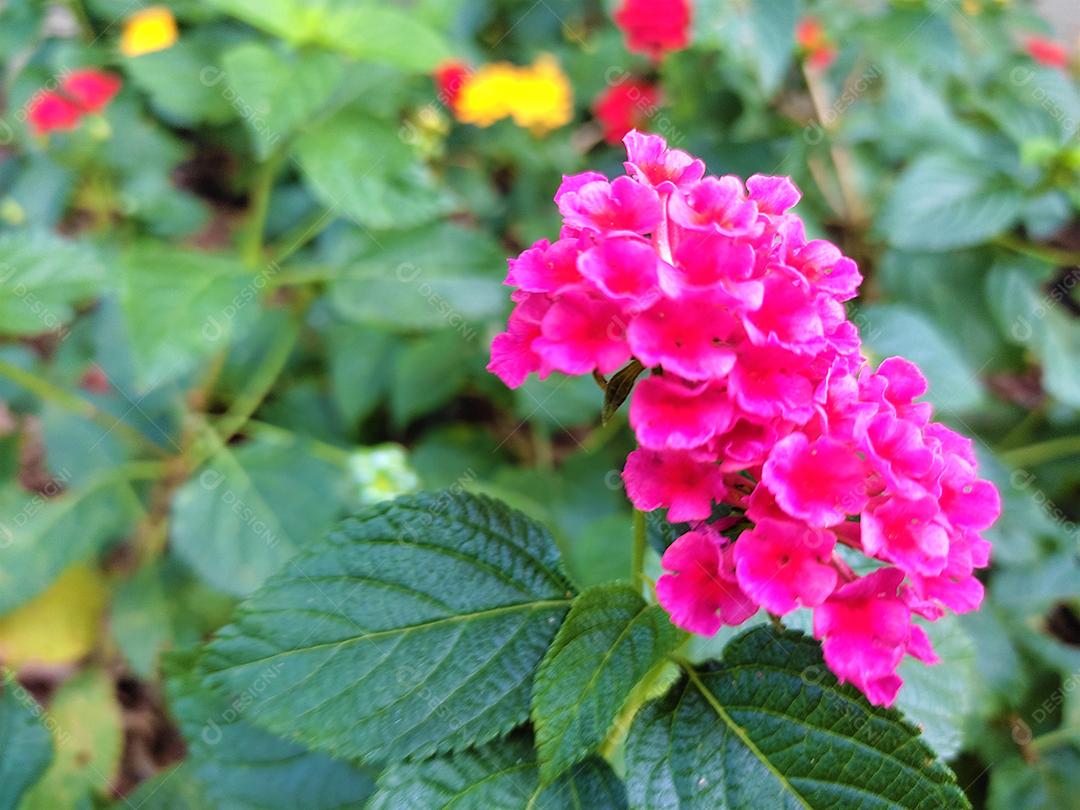Arvores sobre floresta flor rosa
