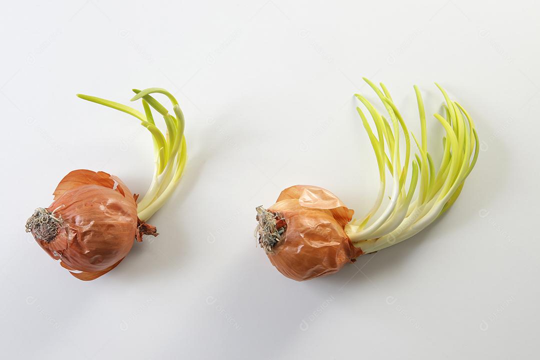 Brotos de cebola. Feche o fundo branco.