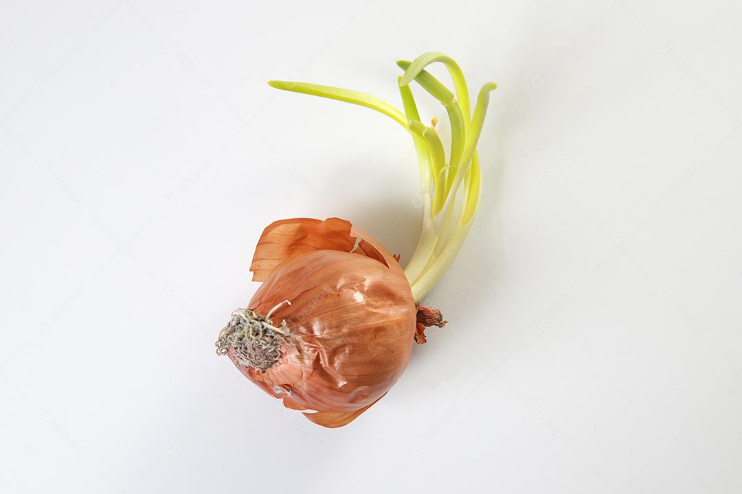 Brotos de cebola. Feche o fundo branco.
