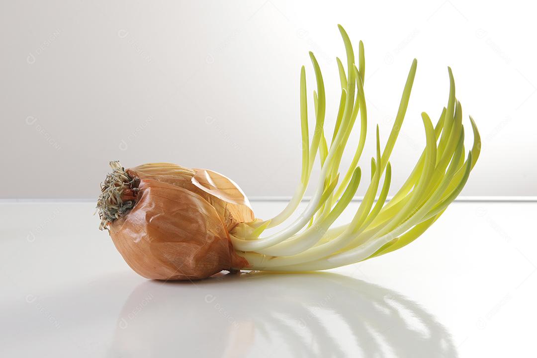 Brotos de cebola. Feche o fundo branco.