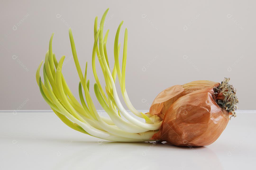 Brotos de cebola. Feche o fundo branco.