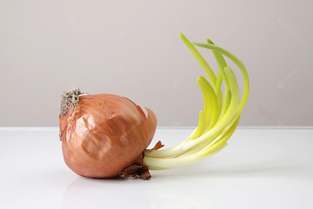 Brotos de cebola. Feche o fundo branco.