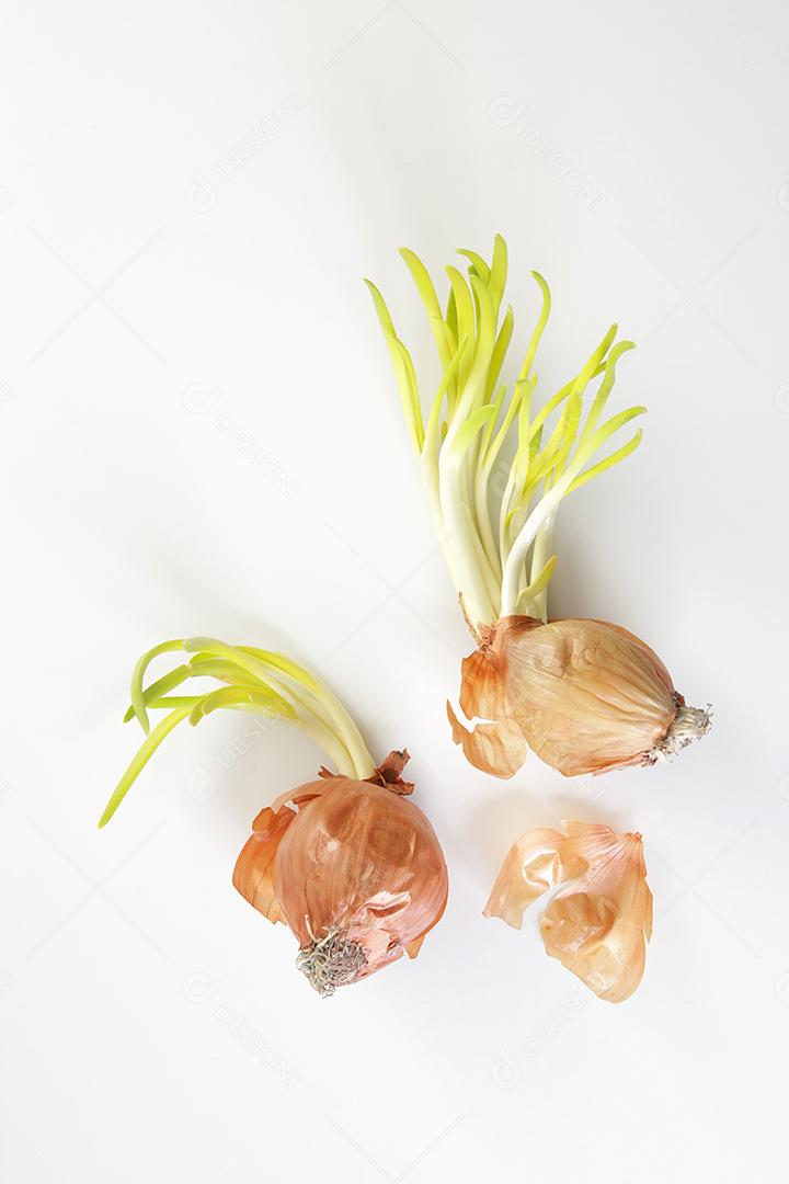 Brotos de cebola. Feche o fundo branco.