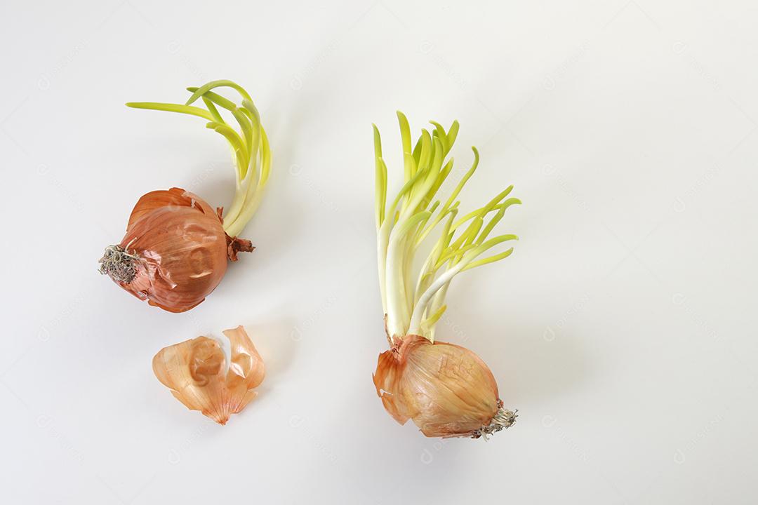 Brotos de cebola. Feche o fundo branco.
