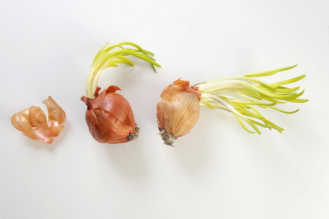 Brotos de cebola. Feche o fundo branco.