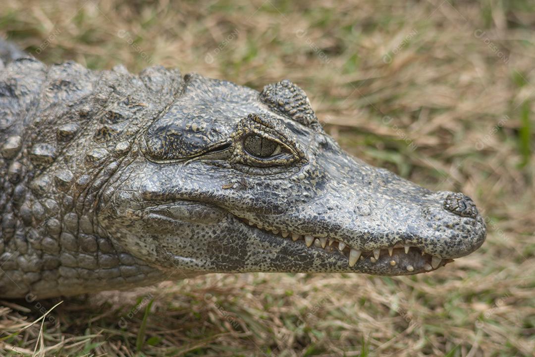 Retrato de uma cabeça de jacaré da América do Sul.