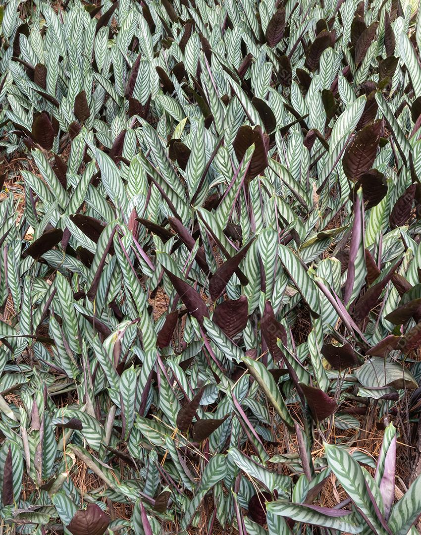 Plantas em uma floresta tropical no sudeste do Brasil.