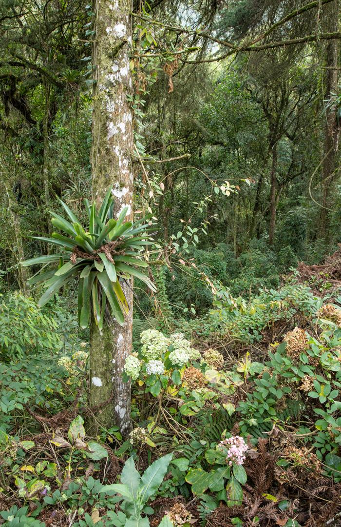 Plantas em uma floresta tropical no sudeste do Brasil