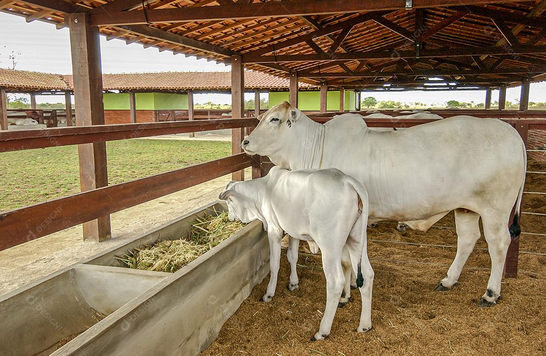 Gado. Vaca Nelore e bezerro em fazenda em Campina Grande, Paraíba, Brasil