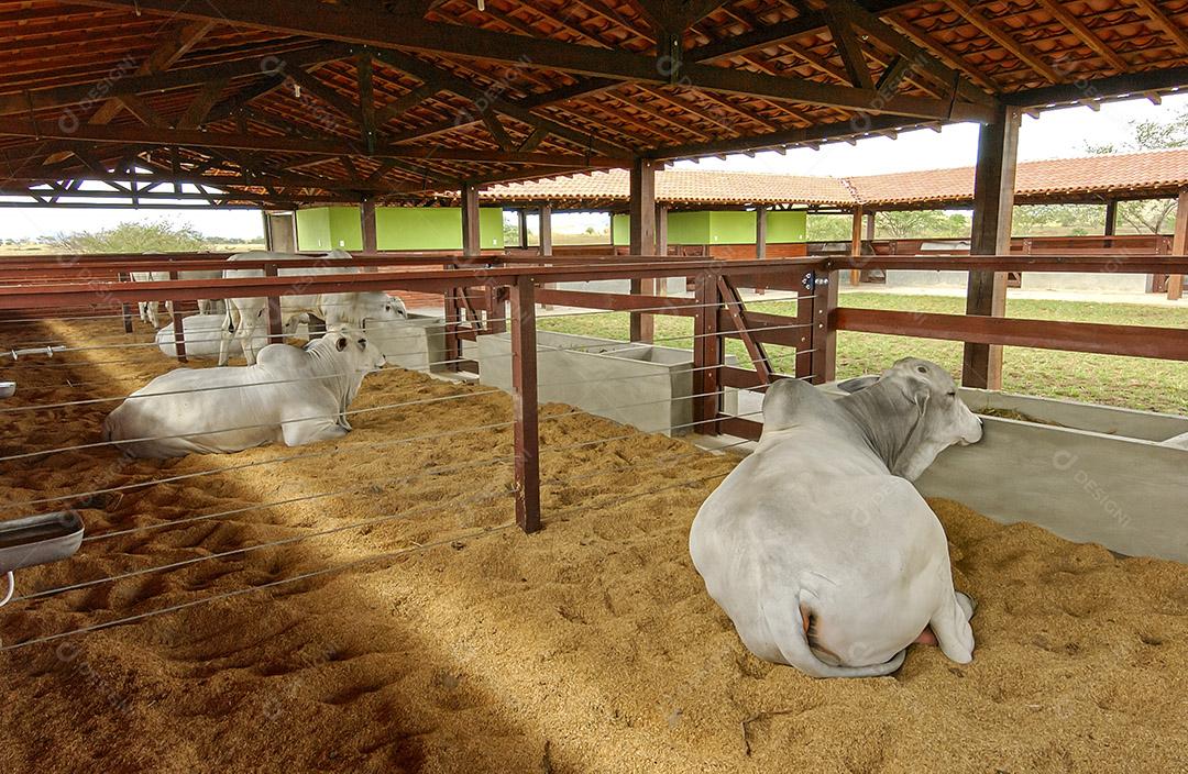 Gado. Gado Nelore descansando em uma fazenda em Campina Grande, Paraíba, Brasil