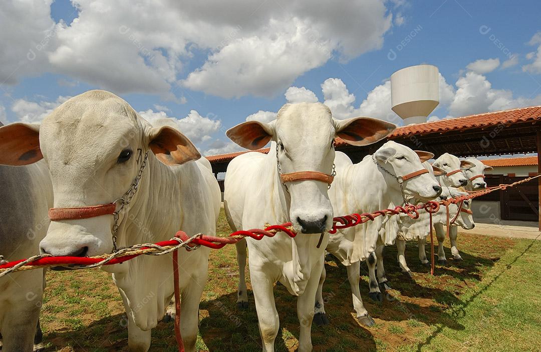 Gado. Gado Nelore em uma fazenda em Campina Grande, Paraíba, Brasil