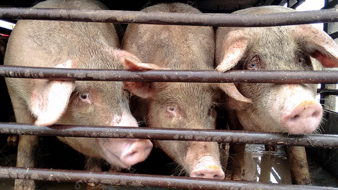 Um grupo de porcos preso em chiqueiro. Animal