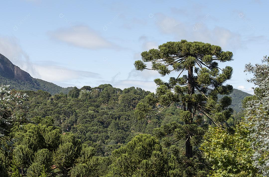 Pinheiros em uma floresta tropical de altitude em Minas Gerais, Brasil.