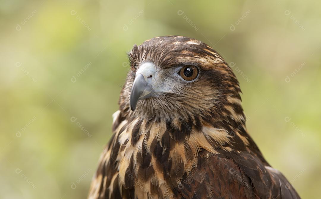 Telha retrato de falcão alado. Cabeça de ave de rapina.