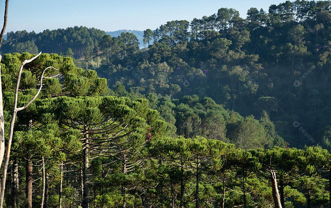 Araucárias em uma floresta tropical no sudeste do Brasil.