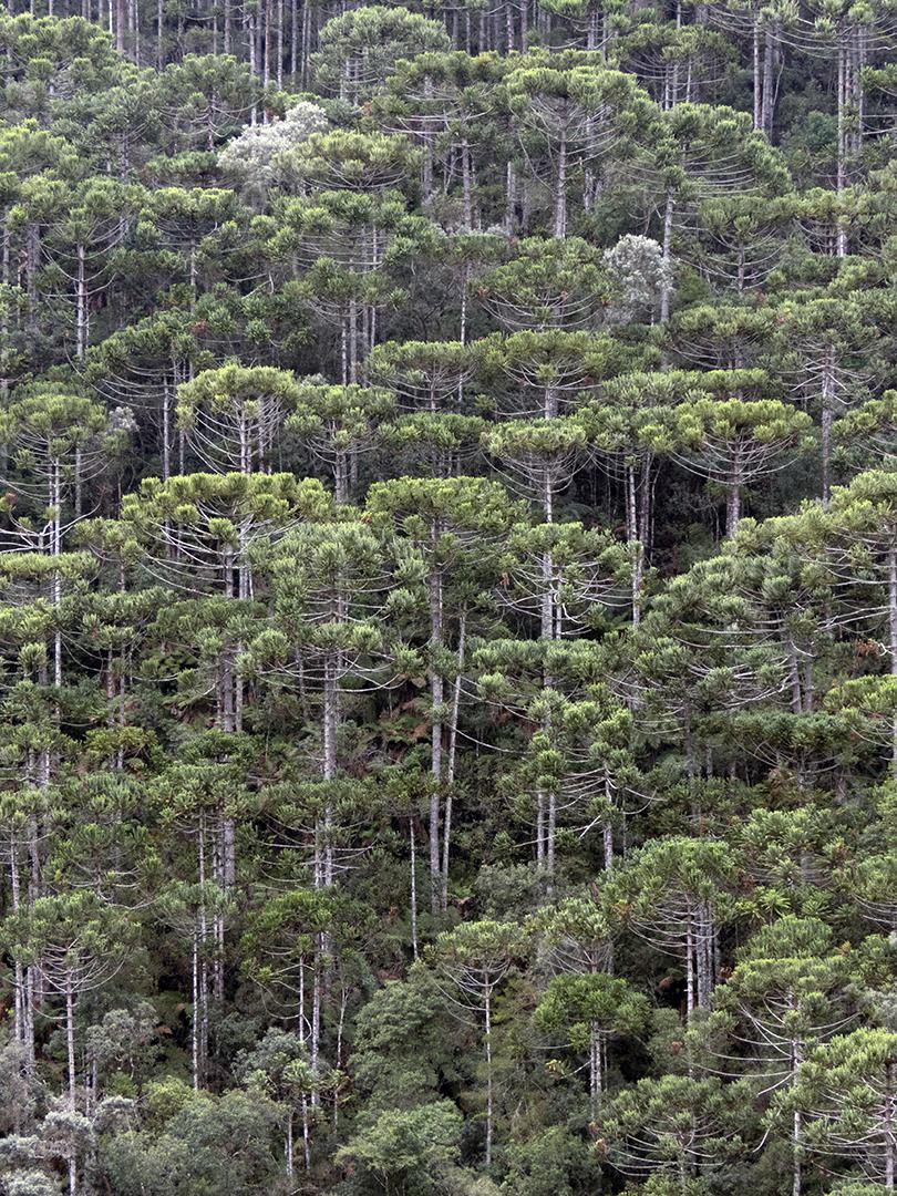Floresta tropical de altitude em Minas Gerais, Brasil.