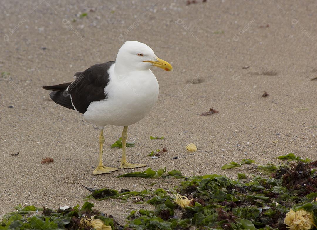Gaivota na praia com algas em Punta del Este, Uruguai.