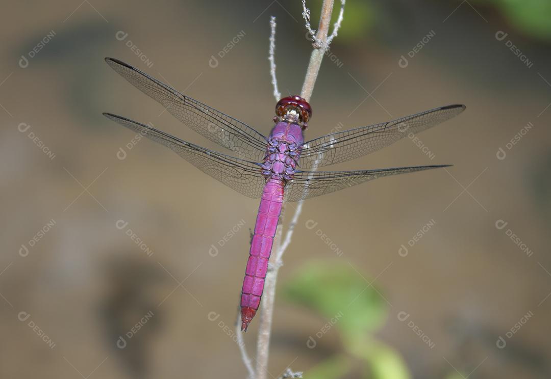 Libélula roxa em uma filial no Brasil.