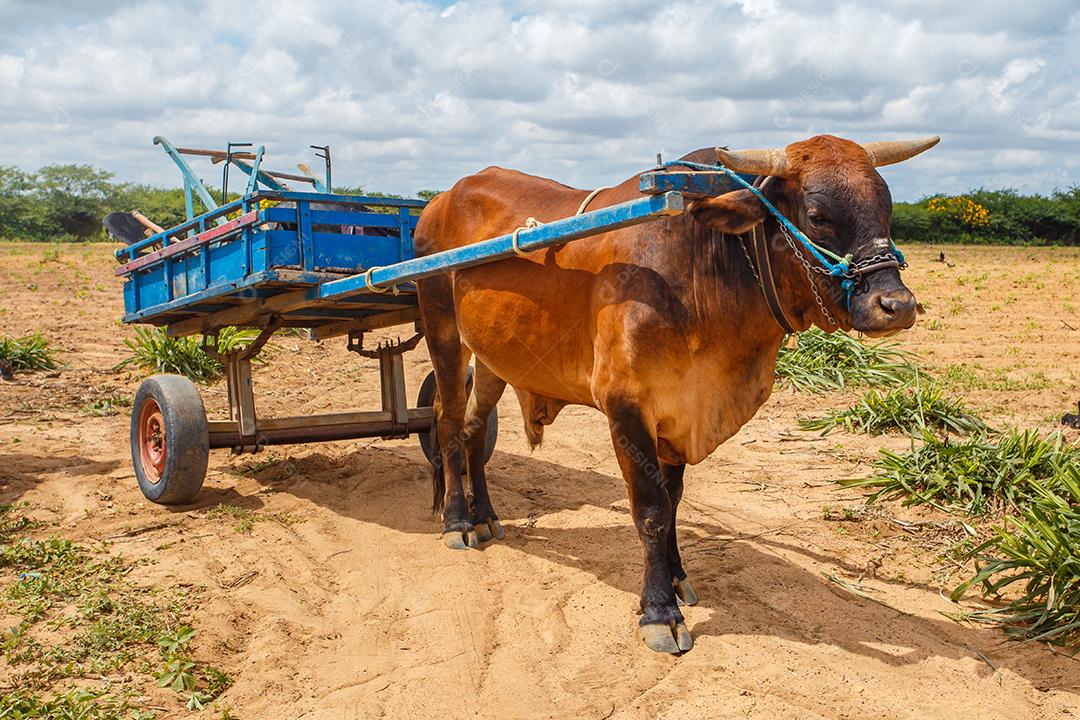 boi na carroça no campo do nordeste brasileiro