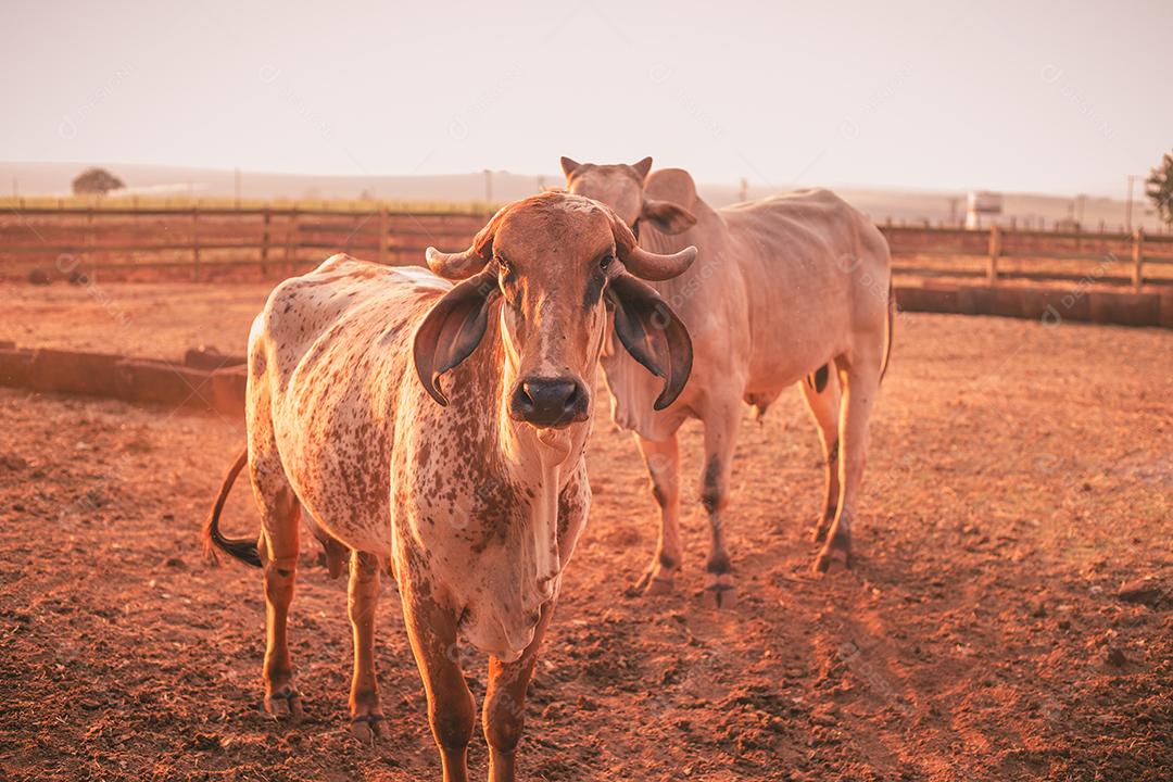 gado e vacas na fazenda. BOI