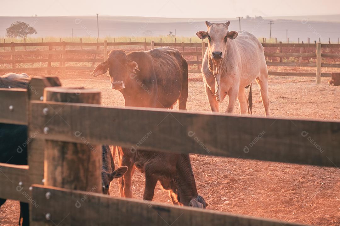 gado e vacas na fazenda. BOI