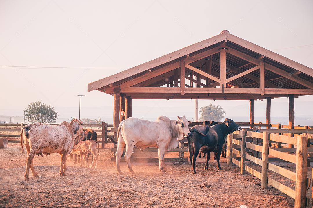 gado e vacas na fazenda. BOI