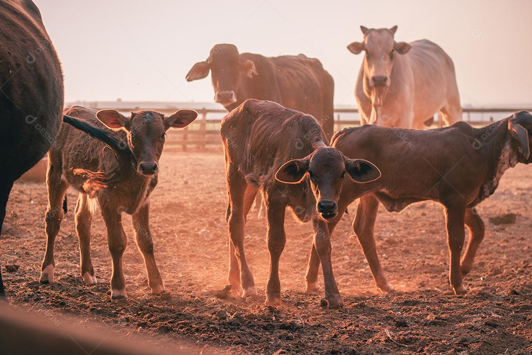 gado e vacas na fazenda. BOI