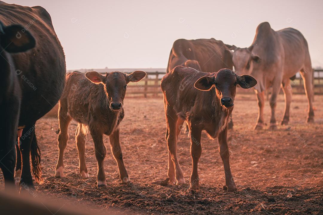 gado e vacas na fazenda. BOI