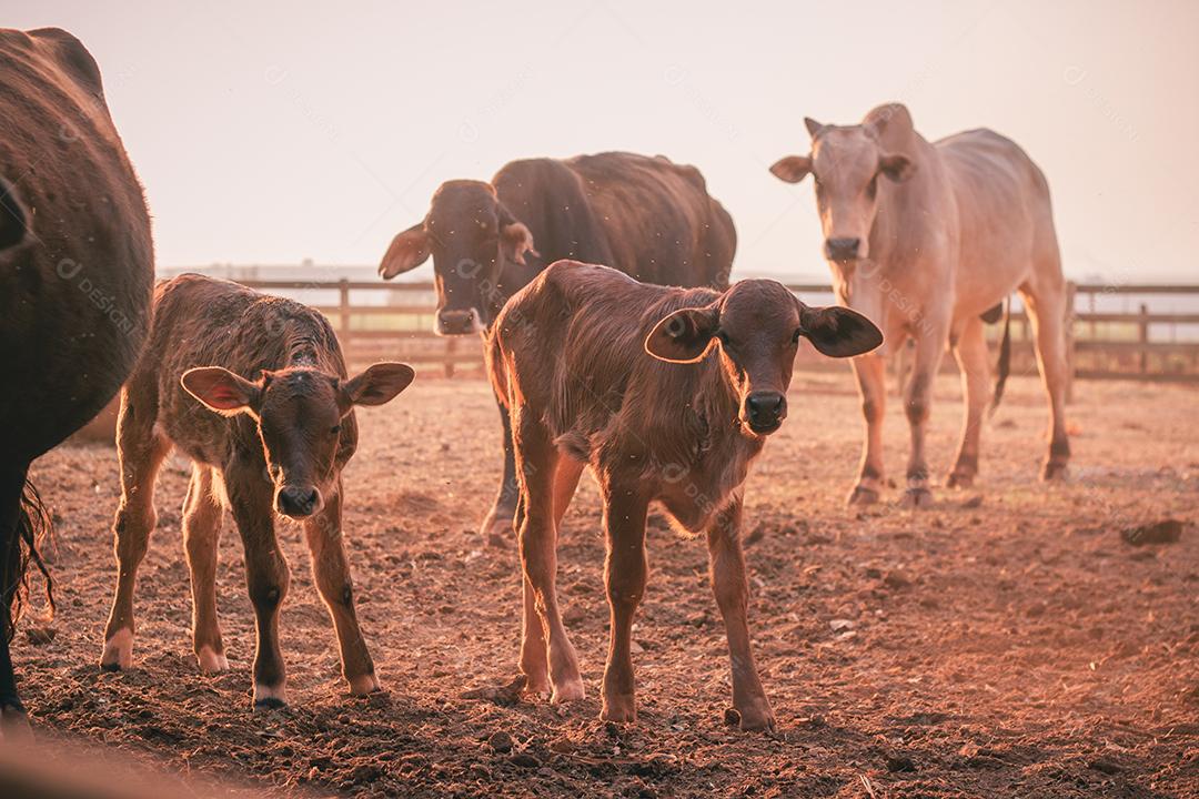gado e vacas na fazenda. BOI