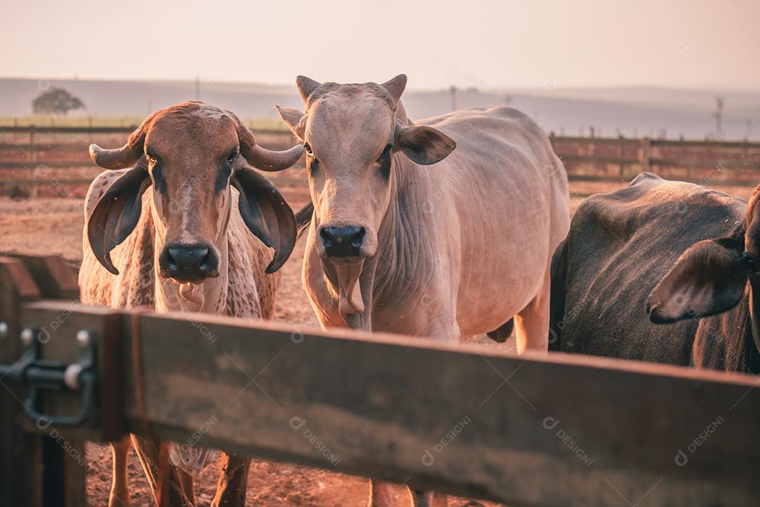 gado e vacas na fazenda. BOI