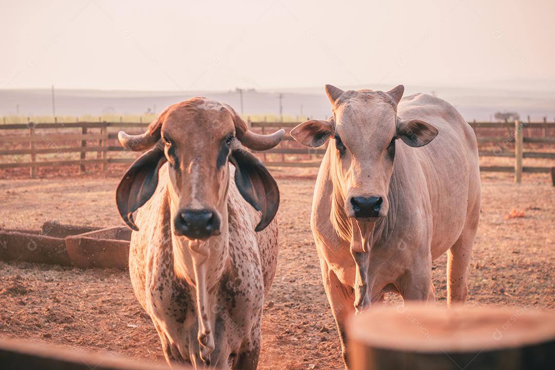 gado e vacas na fazenda. BOI
