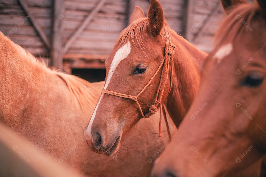 foto de belo cavalo na fazenda. Cavalo