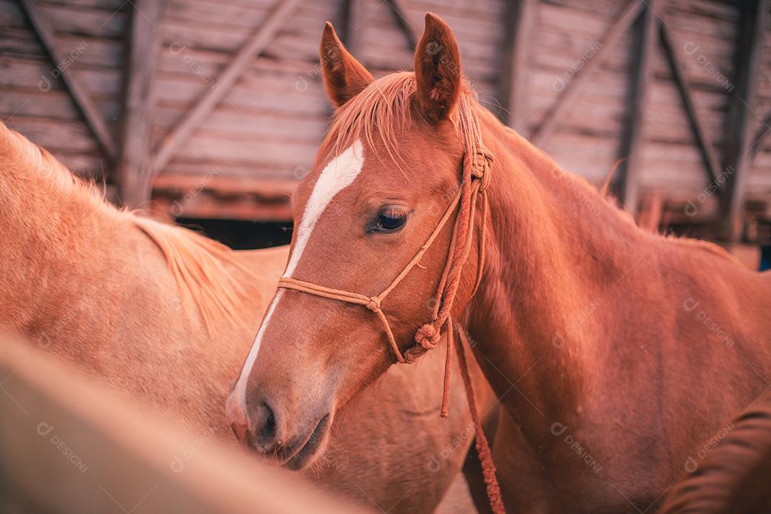 foto de belo cavalo na fazenda. Cavalo