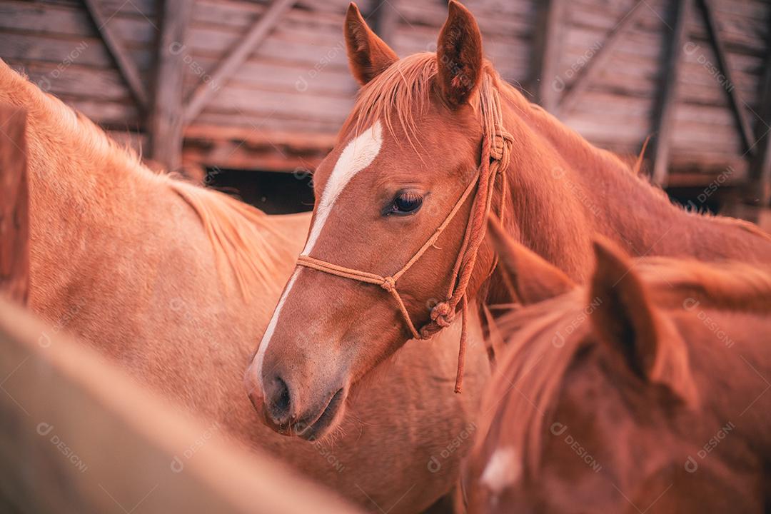 foto de belo cavalo na fazenda. Cavalo