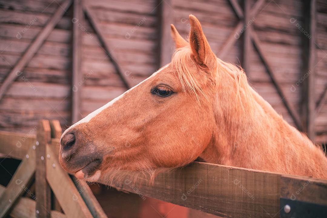 foto de belo cavalo na fazenda. Cavalo